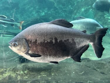 新屋島水族館へ