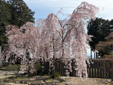 枝垂れ桜とジェラートと
